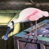 Curious Spoonbill Flamingo by Susan Elizabeth Wolding