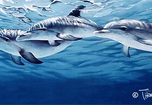 Spotted Dolphins by Thomas Krause
