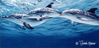 Spotted Dolphins by Thomas Krause
