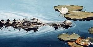 Florida Alligator by Thomas Krause