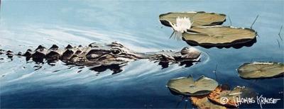 Florida Alligator by Thomas Krause