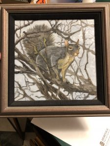 Grey Squirrel by Joy Campbell