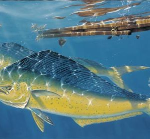 Mahi Mahi Under Cover by Thomas Krause
