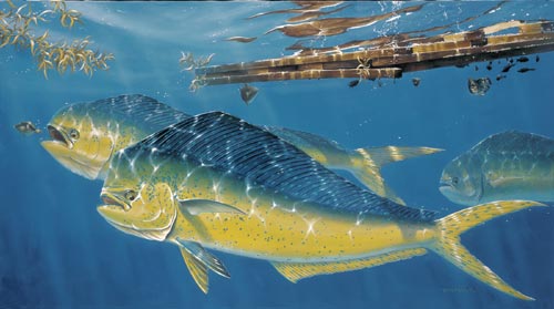 Mahi Mahi Under Cover by Thomas Krause
