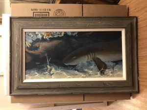 Nurse Shark by Thomas Krause