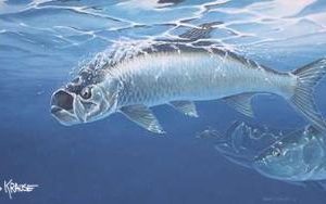 Tarpon by Thomas Krause