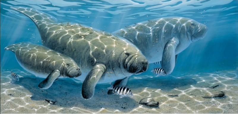 Manatee Family by Thomas Krause