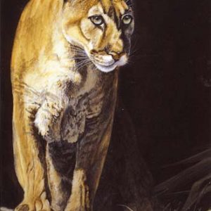 Florida Panther by Thomas Krause