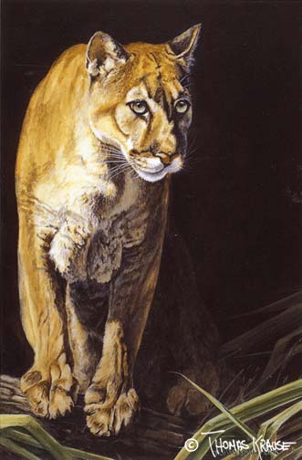 Florida Panther by Thomas Krause