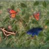 Succulent Butterflies by Juan Arroyo